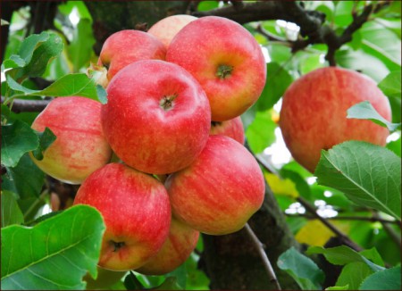H-325 Manzanas